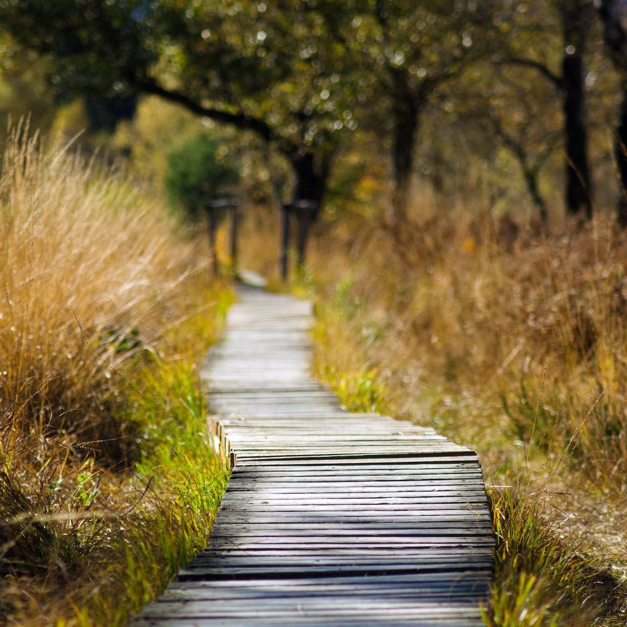 Un chemin de planches dans une forêt.